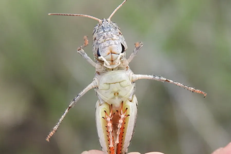 White-whiskered grasshopper