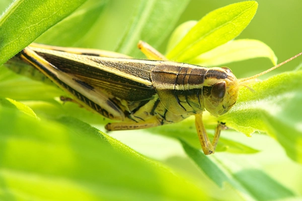 Two-stripped Grasshopper