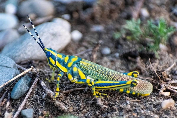 Painted Grasshopper