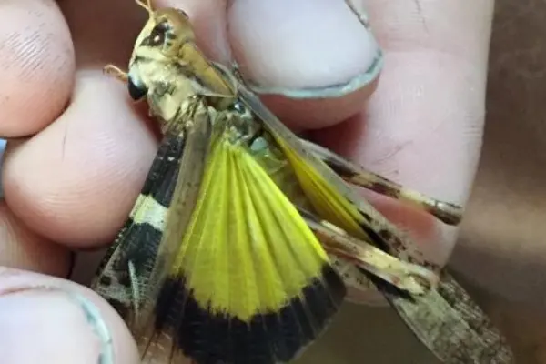 Yellow Winged Grasshopper