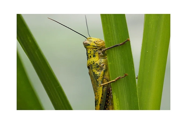 Javanese grasshopper