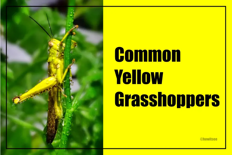 Yellow Grasshoppers