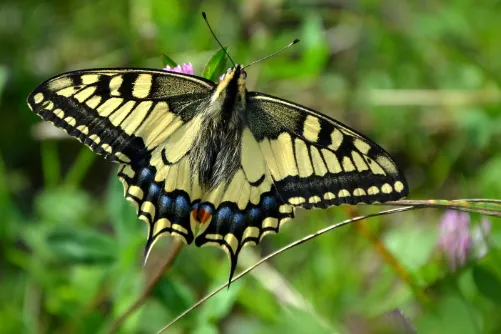 Eastern tiger swallowtail butterfly