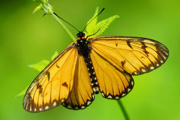 Yellow Coster Butterfly