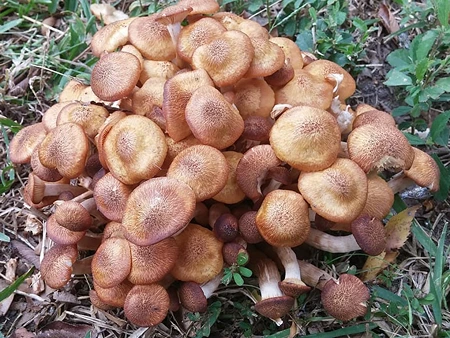 Honey Mushrooms