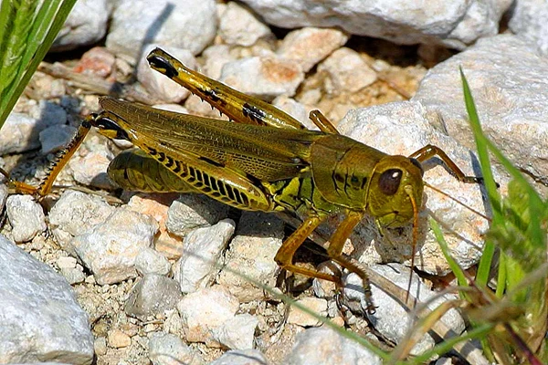 Differential-grasshopper