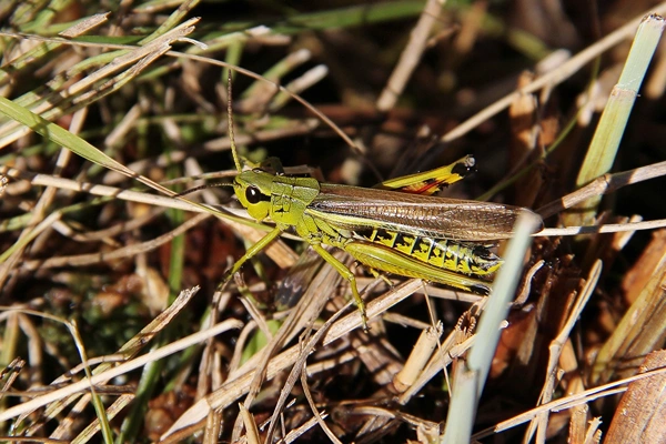large-marsh grasshopper