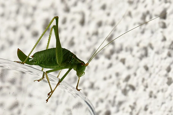long-horned-grasshopper