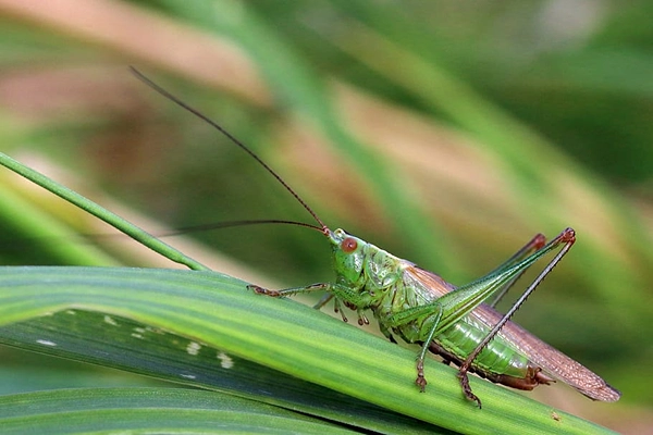 Short Winged cone head grasshopper