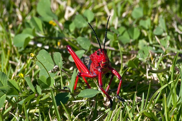 The red Milkweed locust