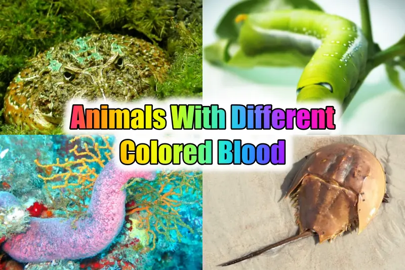 Animals With Different Colored Blood