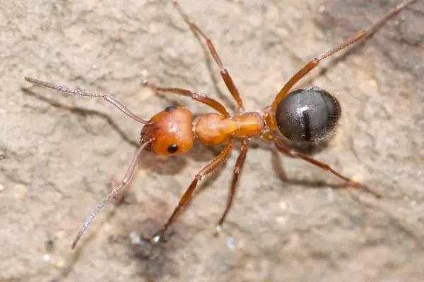 Allegheny Mound Ant