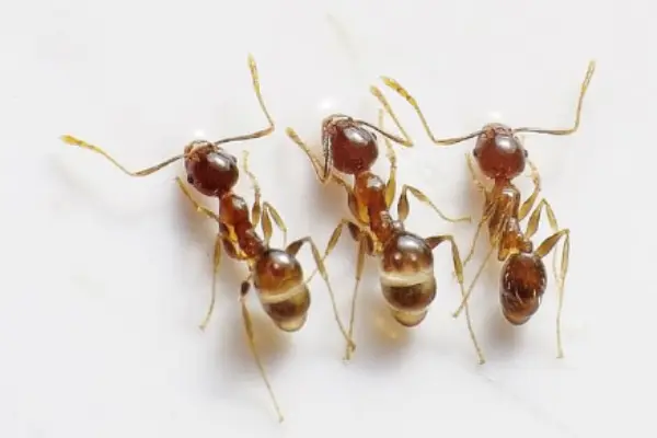 Golden Fire Ants