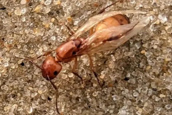 Snelling's Carpenter Ant