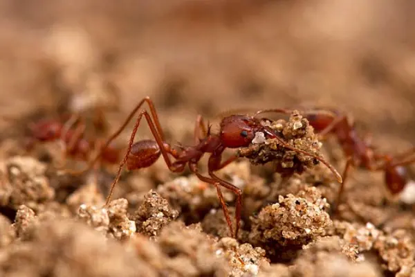 Texas Leafcutter Ant