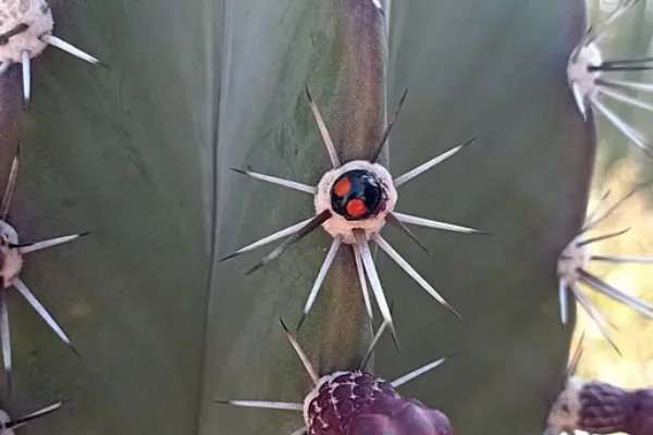 Cactus lady beetle