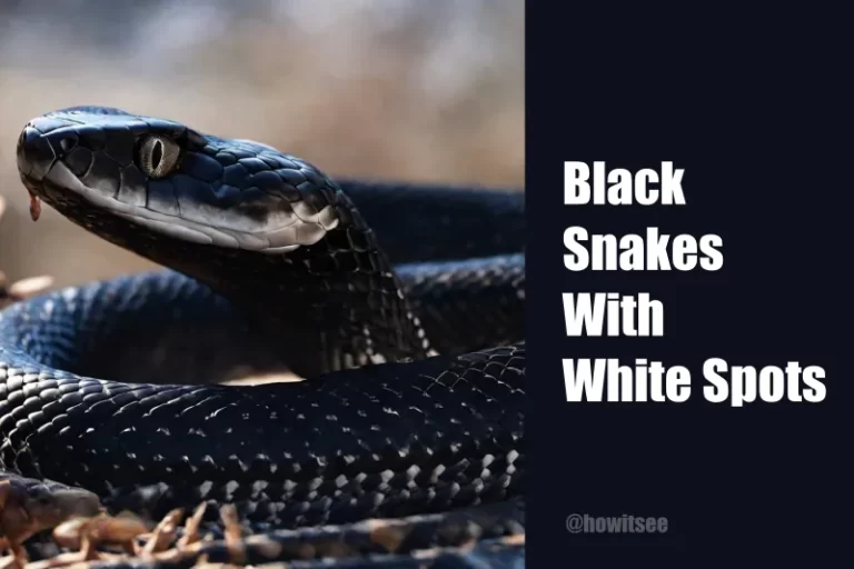Black Snakes With White Spots