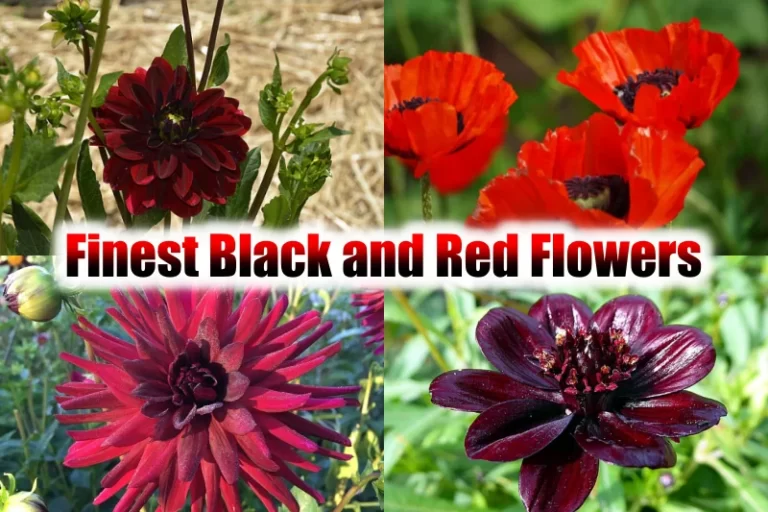 Black and Red Flowers