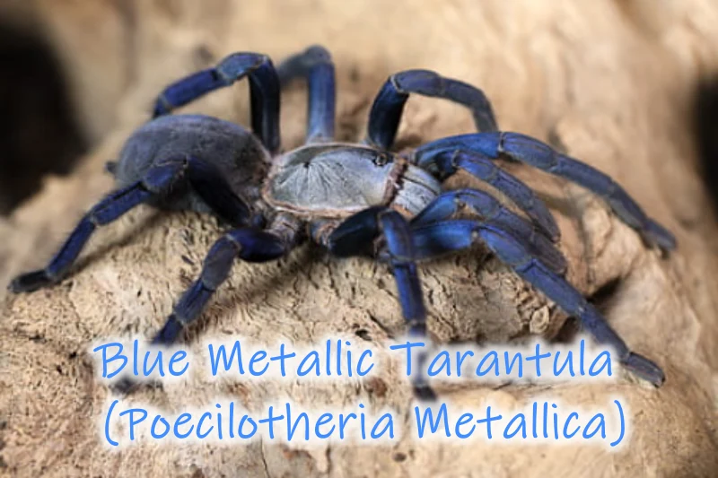 Blue Metallic Tarantula