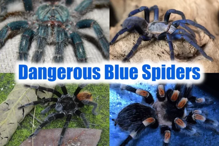 Blue Spiders