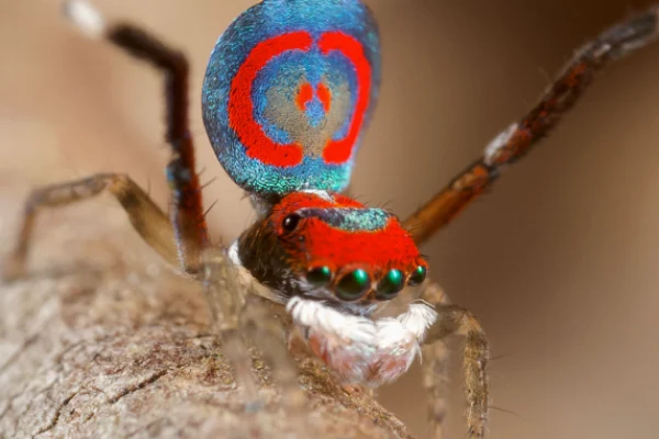 Unusual peacock spider