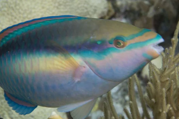 Queen parrot fish