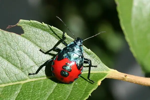 Florida predatory stink beetle