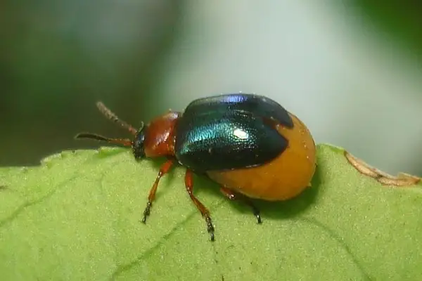 Knotweed leaf beetle