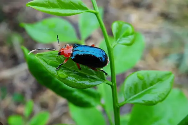 Shiny Flea Beetle