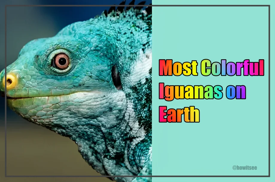 Colorful Iguanas