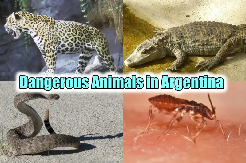 Animals in Argentina