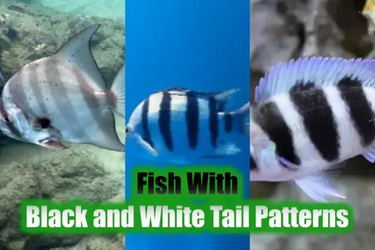 Fish With Black and White Tail Patterns