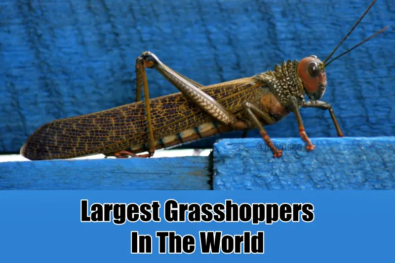 Largest Grasshoppers