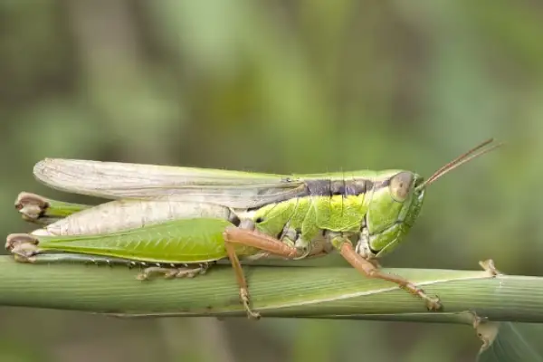 Corn-Field Grasshopper