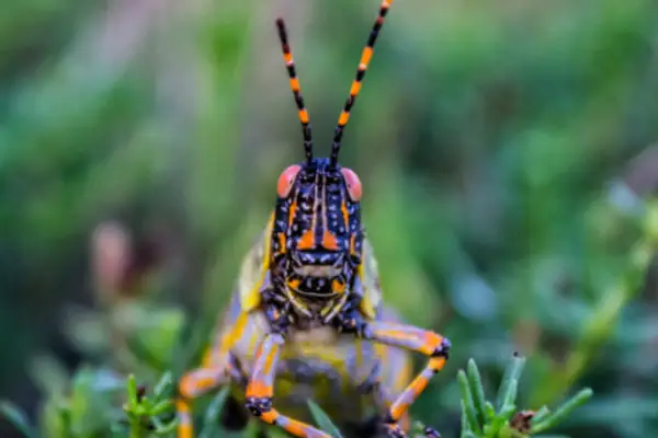 Variegated Grasshopper  