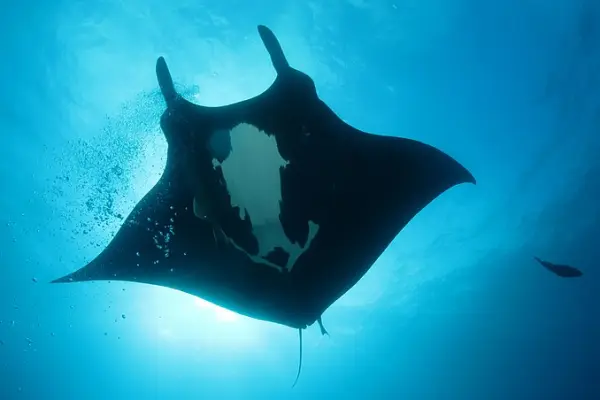 Melanistic manta rays