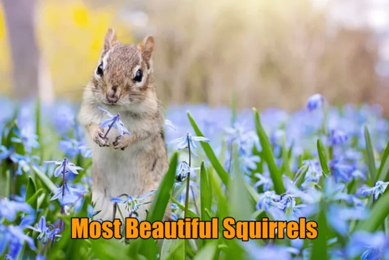 Most Beautiful Squirrels
