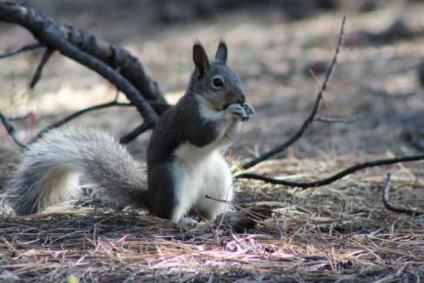 Abert squirrel