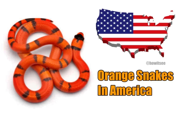 Orange Snakes in America