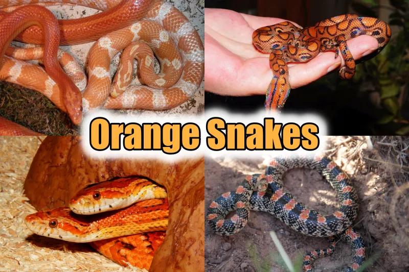 Orange Snakes