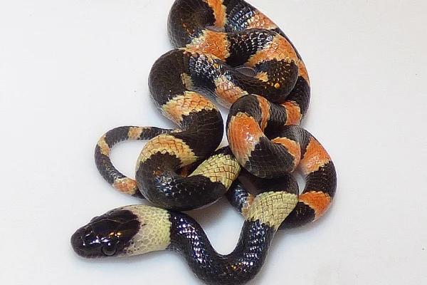 Forest flame snake