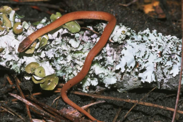 Pinewoods snake