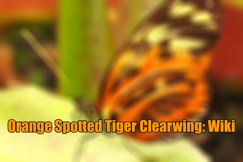 Orange Spotted Tiger Clearwing Wiki