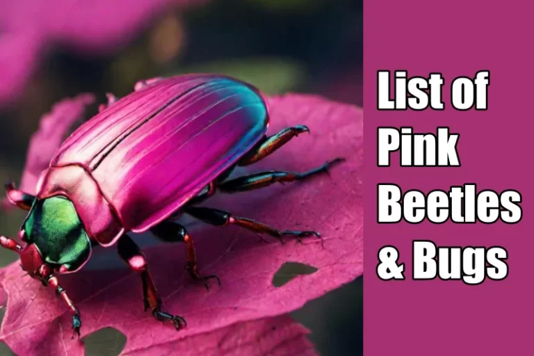 Pink Beetles