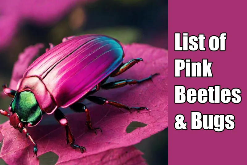 Pink Beetles