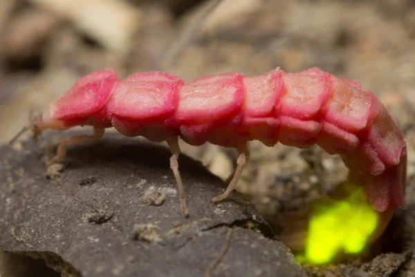 Pink glowworm