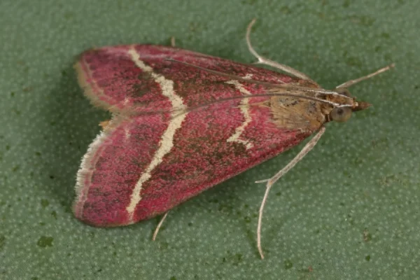 Volupial pyrausta moth