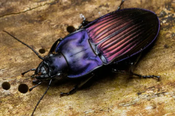 Notched-Mouth Ground Beetle