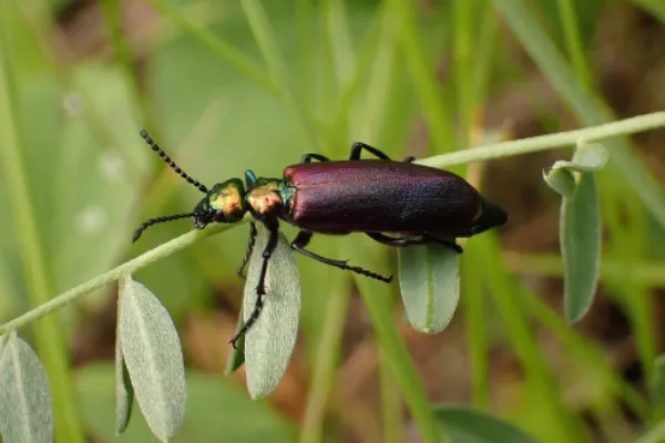 Nuttall’s Blister Beetle