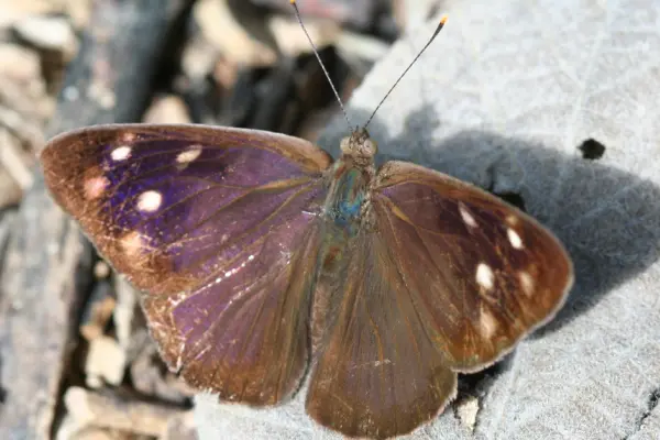 Dingy purplewing